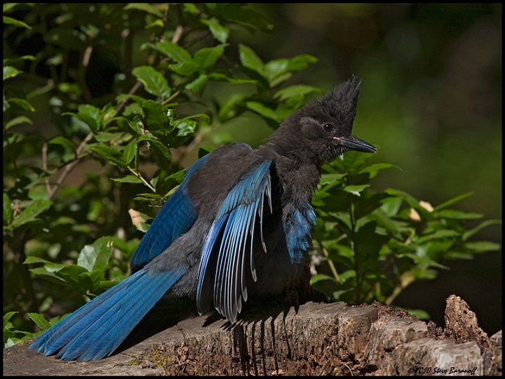 _0SB6359 stellers jay fledge.jpg